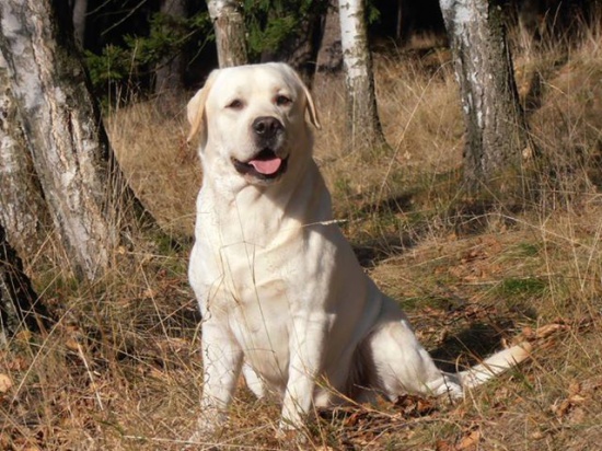 Labrador retriever-for mating